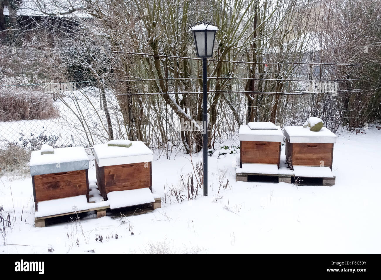 Berlin, Germany - Bees hunt in winter in a snowy garden Stock Photo