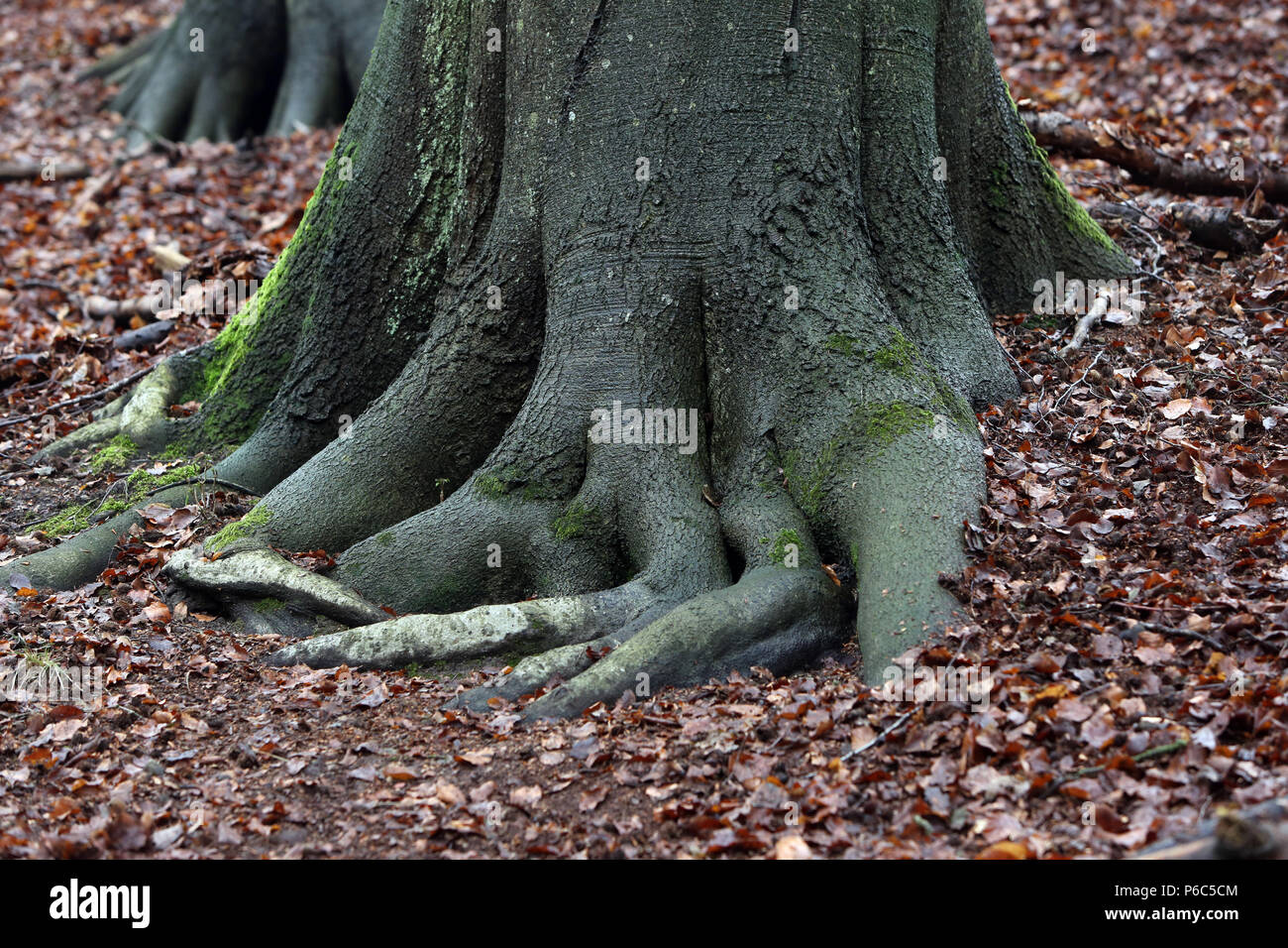 New Kaetwin, Germany - tree roots in autumn leaves Stock Photo