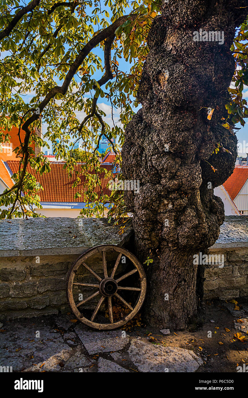 Trunk of an old chestnut at a fortification of the old city of Tallinn Stock Photo