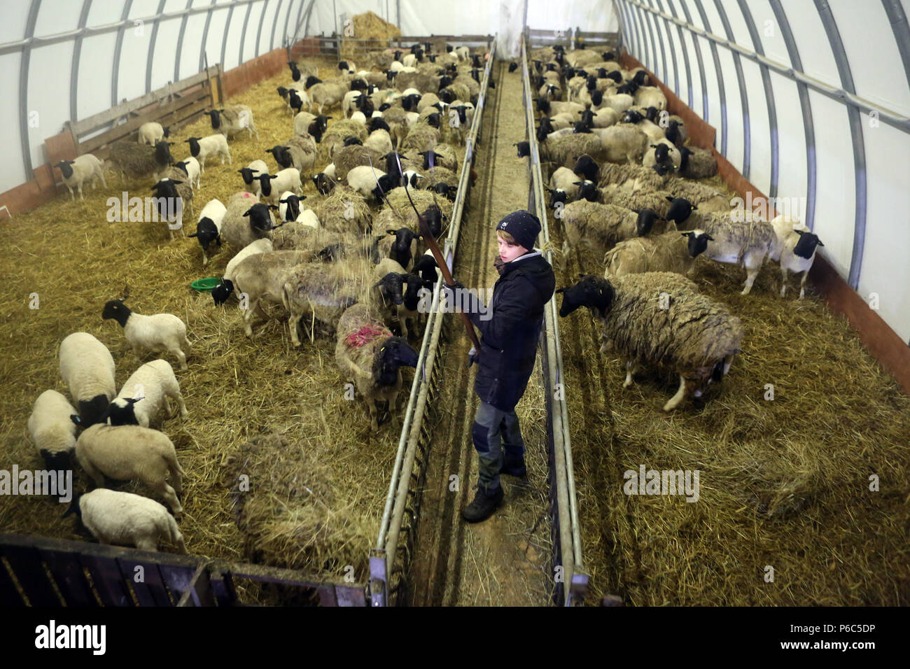 New Kaetwin, Germany - Boy feeds sheep in the stable with hay Stock Photo