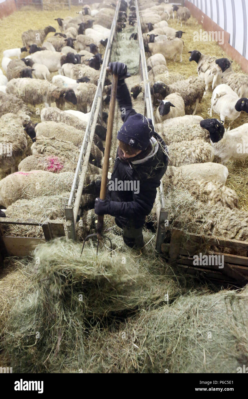 New Kaetwin, Germany - Boy feeds sheep in the stable with hay Stock Photo