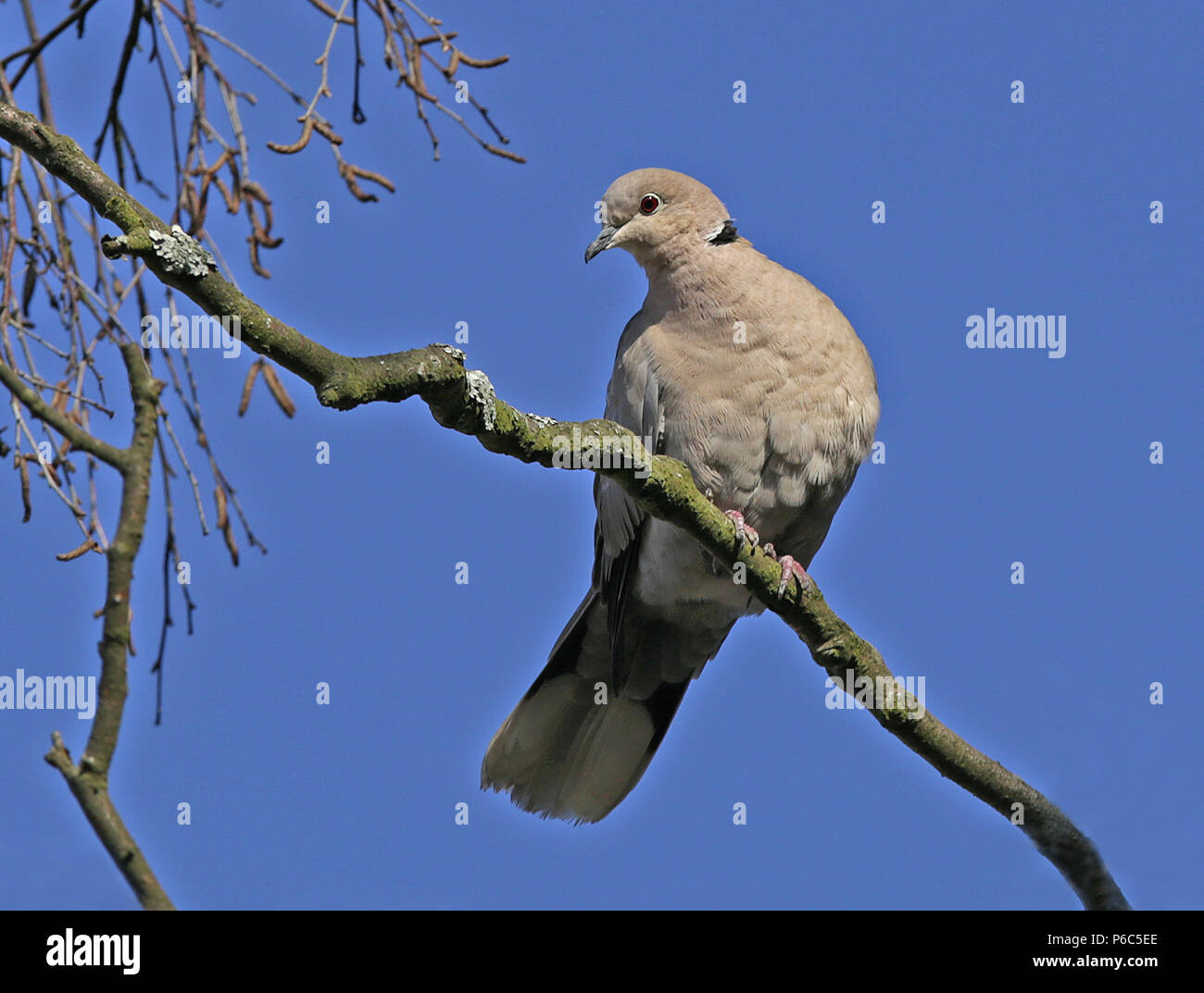 Eurasian Collared Dove Sitting In Tree Stock Photo Alamy eurasian-collared-dove-sitting-in-tree-stock-photo-alamy