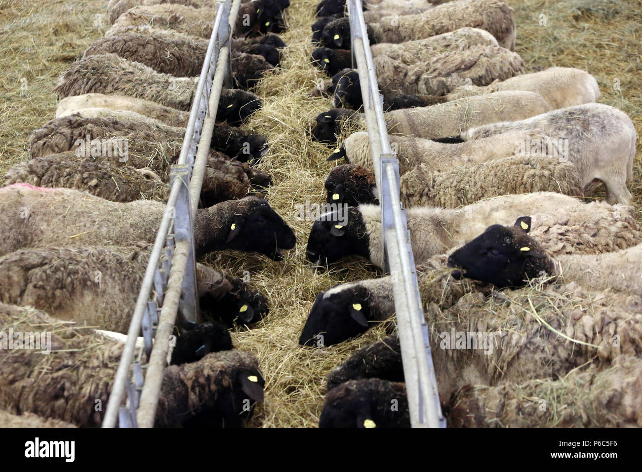 What Do Dorper Sheep Eat? _ Everything You Need to Know About the ...