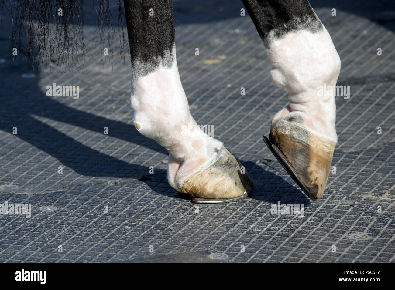 Doha, closeup, horse goes into the relief pose Stock Photo