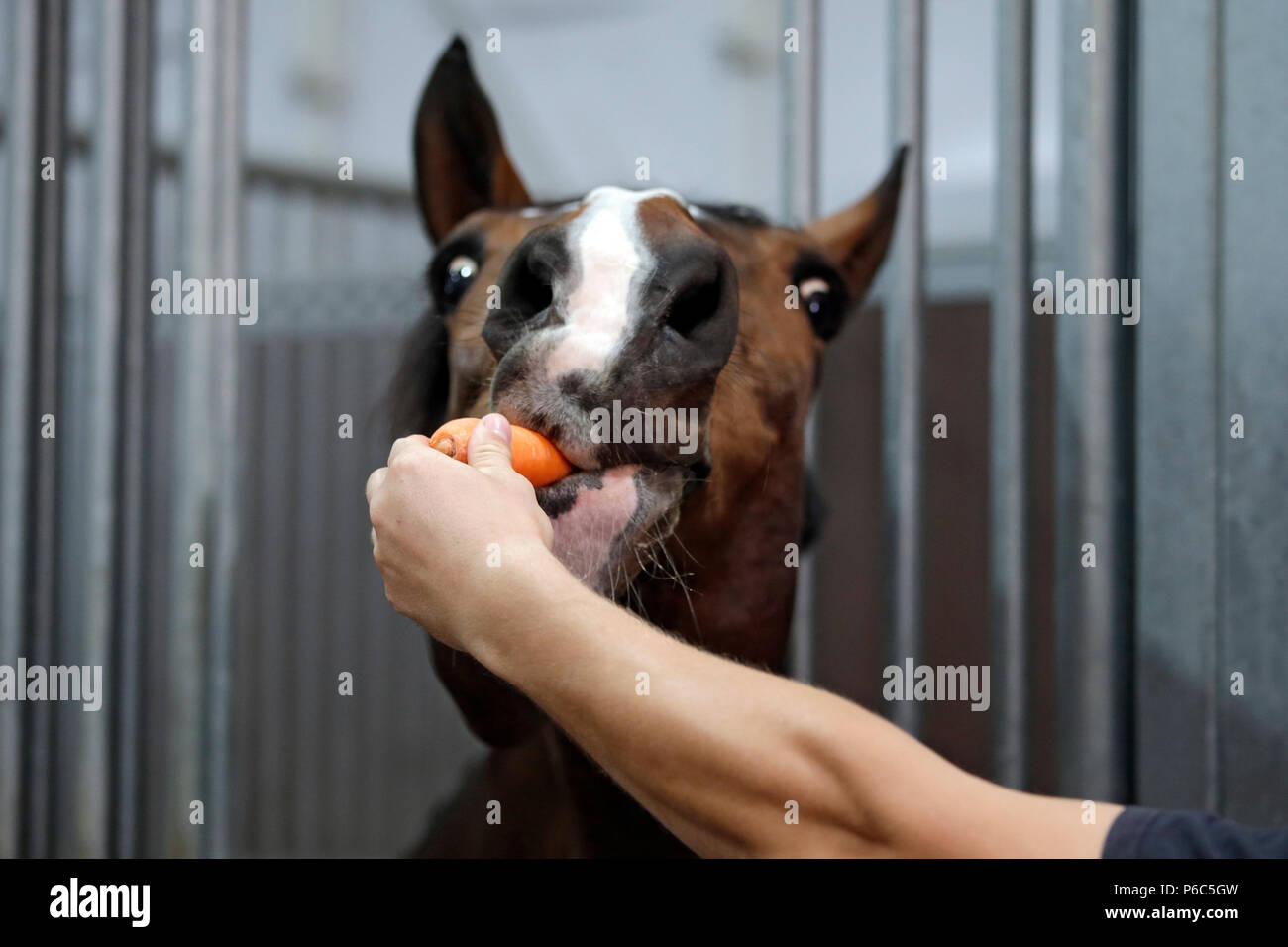 Doha, horse in a box stretches after a piece of Moehre Stock Photo