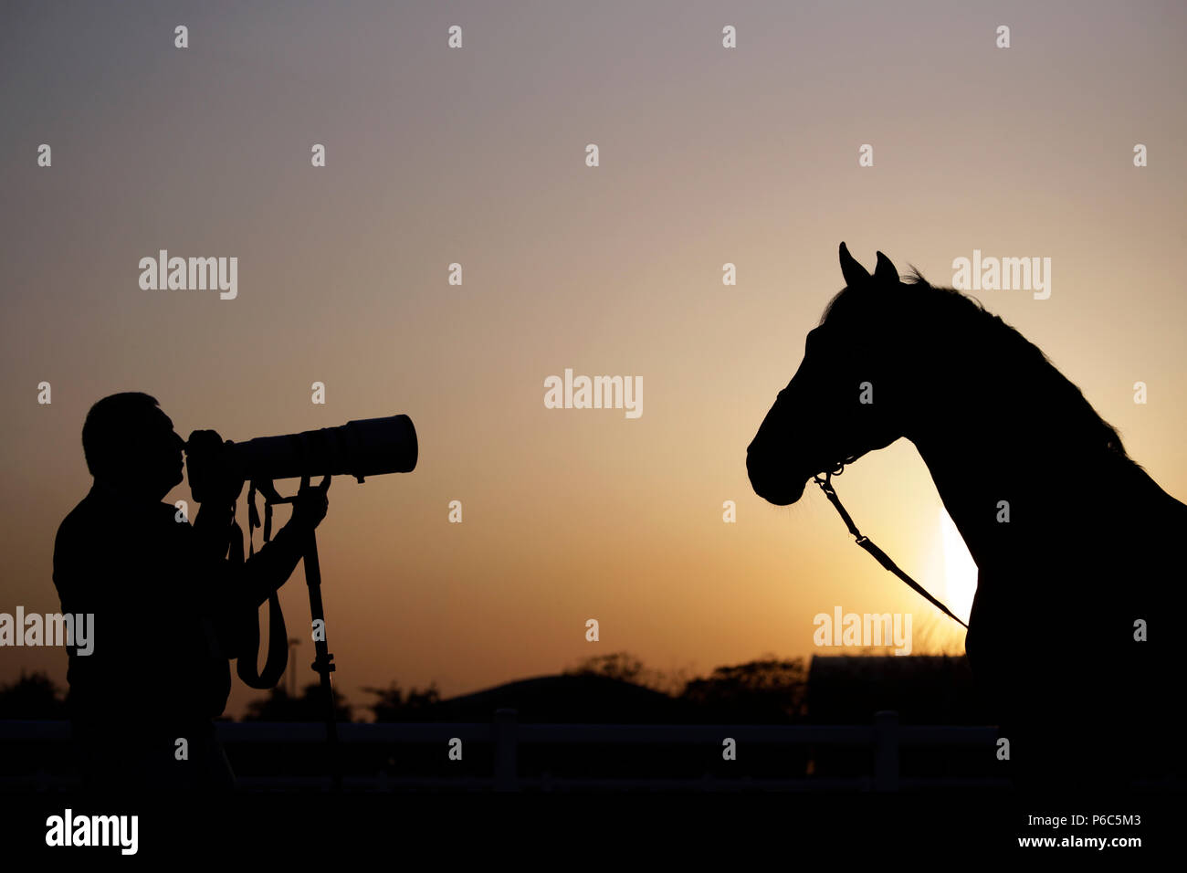 Doha, silhouette, horse is photographed Stock Photo