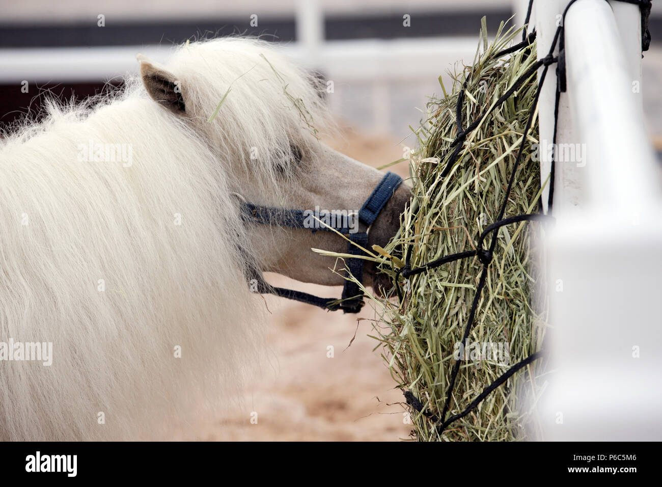 Doha, pony eats hay from a hay net Stock Photo