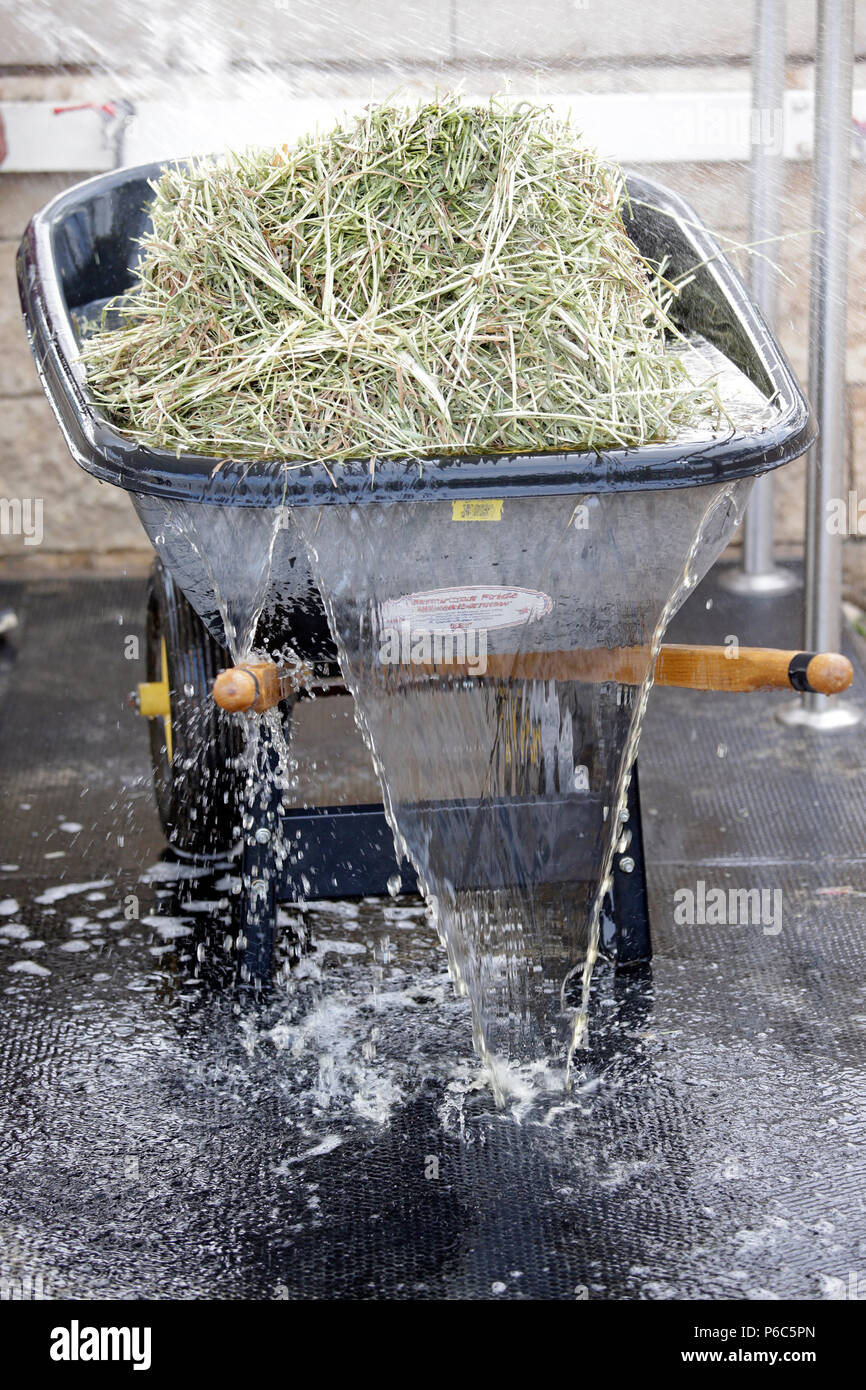 Doha, hay is beefed up in a wheelbarrow Stock Photo
