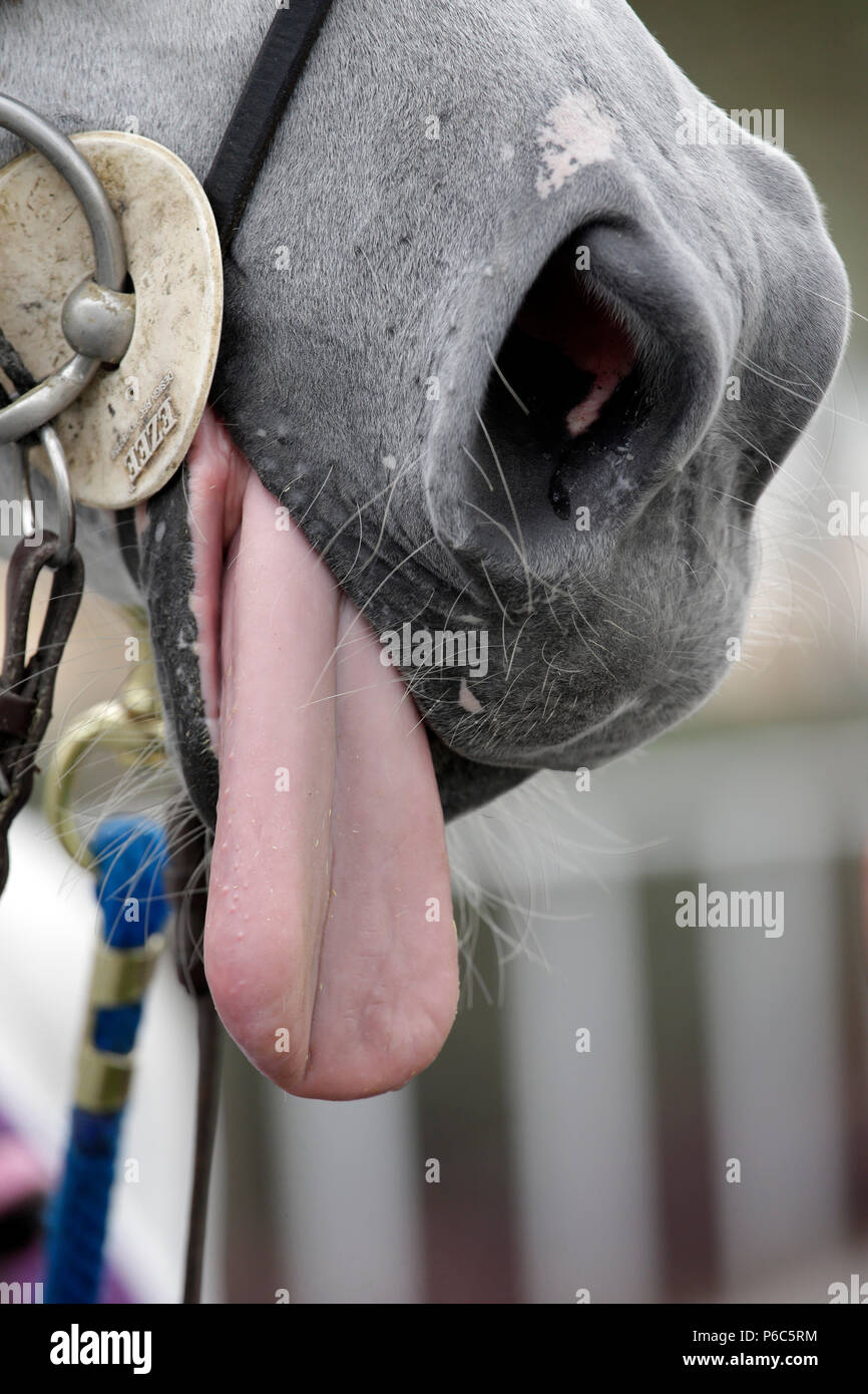 Doha, close up, horse letting his tongue hang out Stock Photo