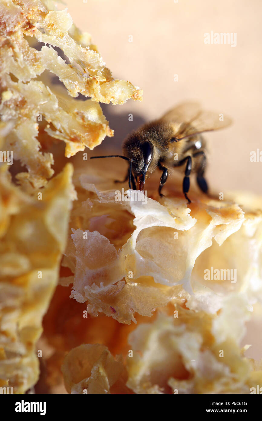 Berlin, Germany - Bee sucks honey from a broken piece of honeycomb Stock Photo
