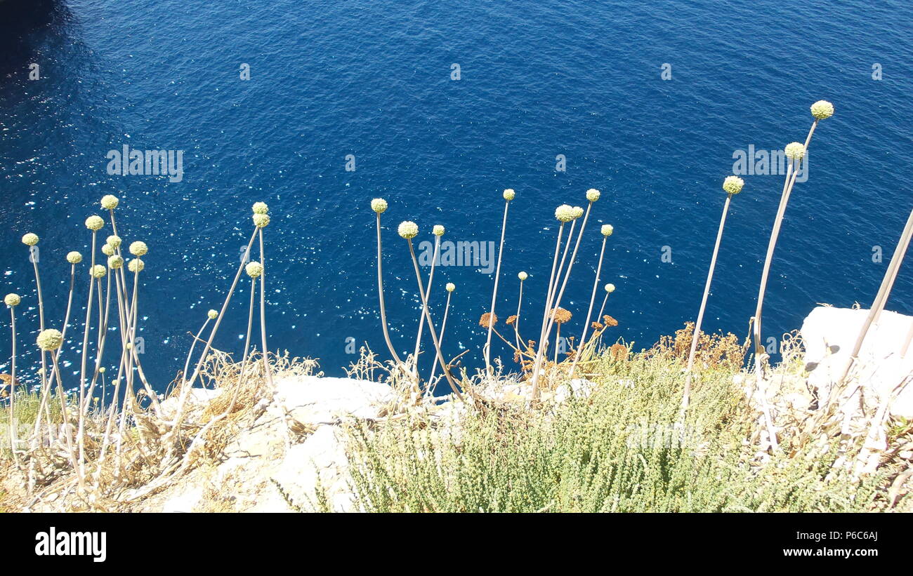 flowers growing on the edge of a cliff Stock Photo Alamy