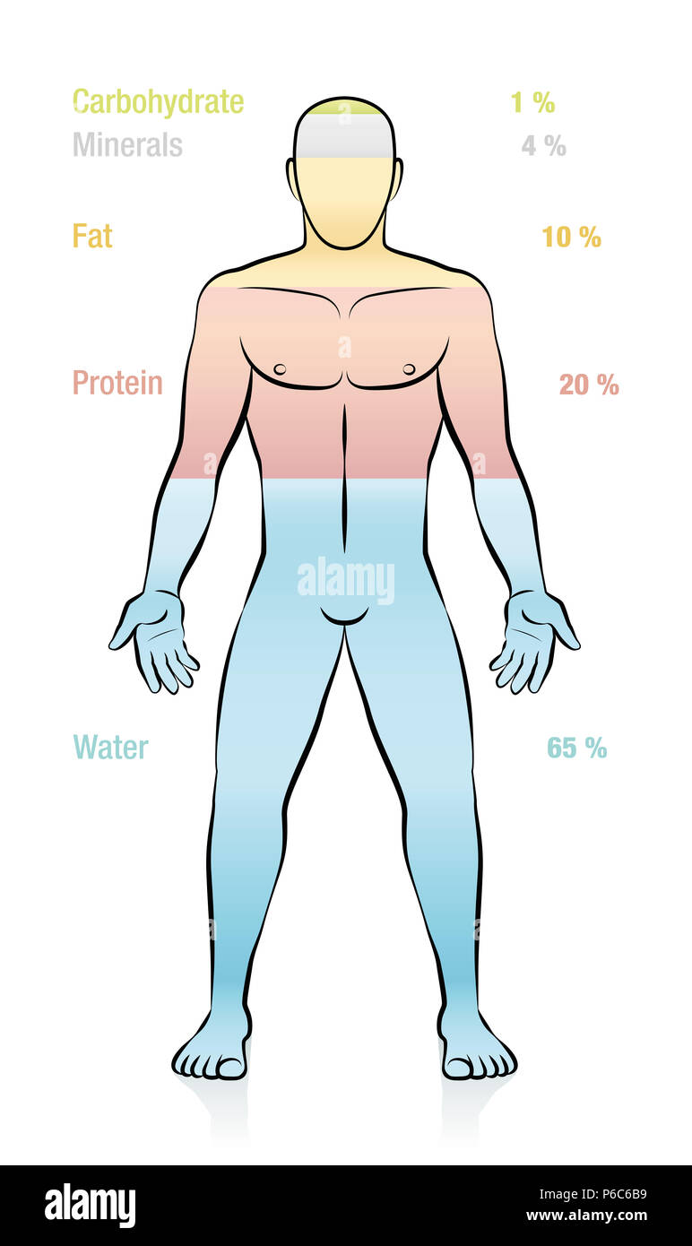 Water, fat, protein, minerals, carbohydrate and percent of mass information. Composition of the main molecules that compose a normal weight man. Stock Photo