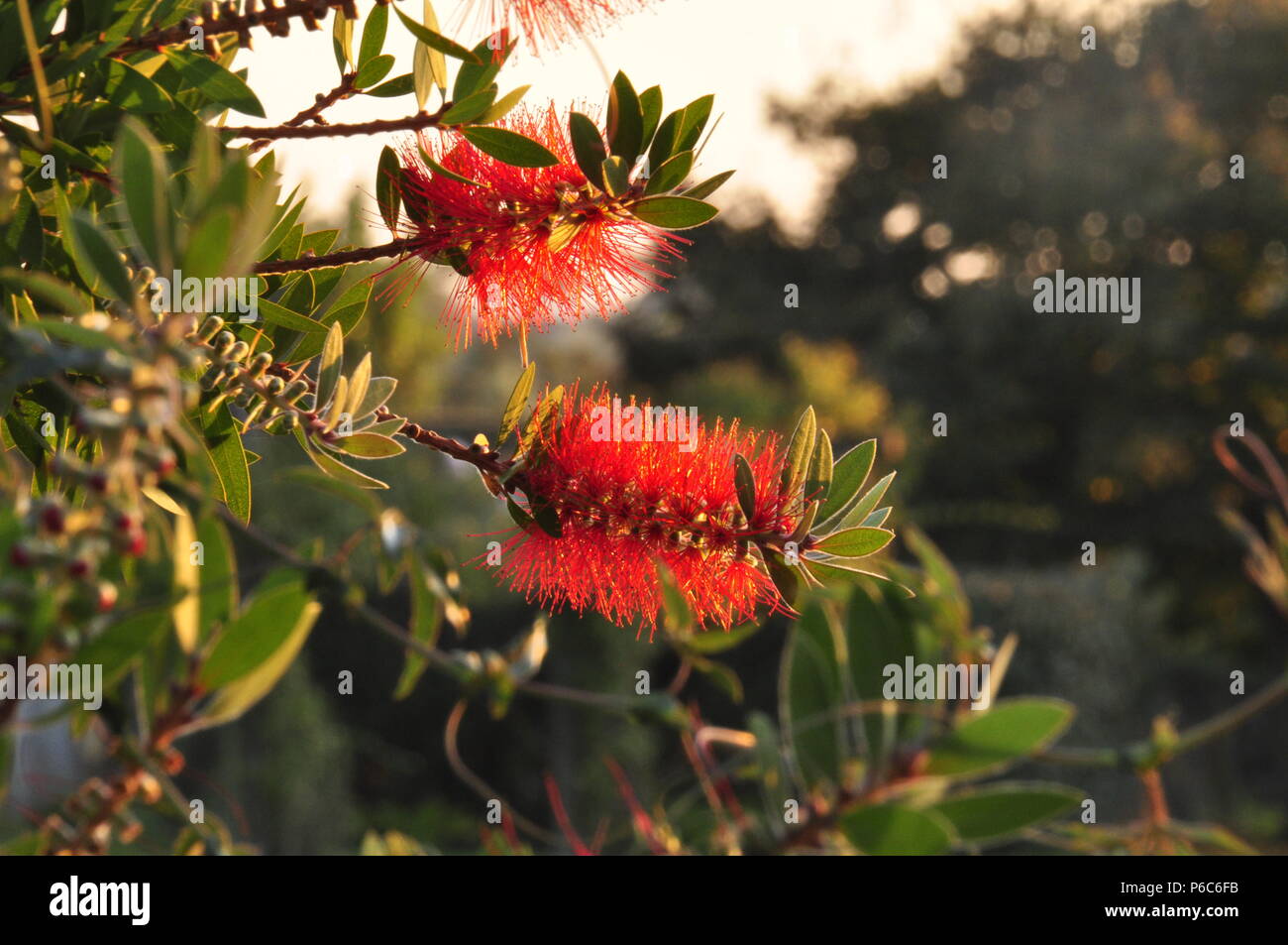 bush willow in the light of the sinking sun Stock Photo