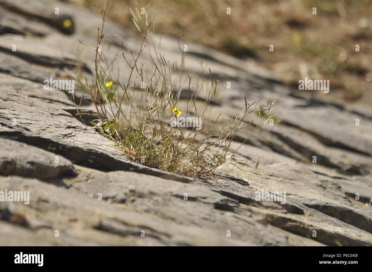plant growing between dry stones Stock Photo Alamy