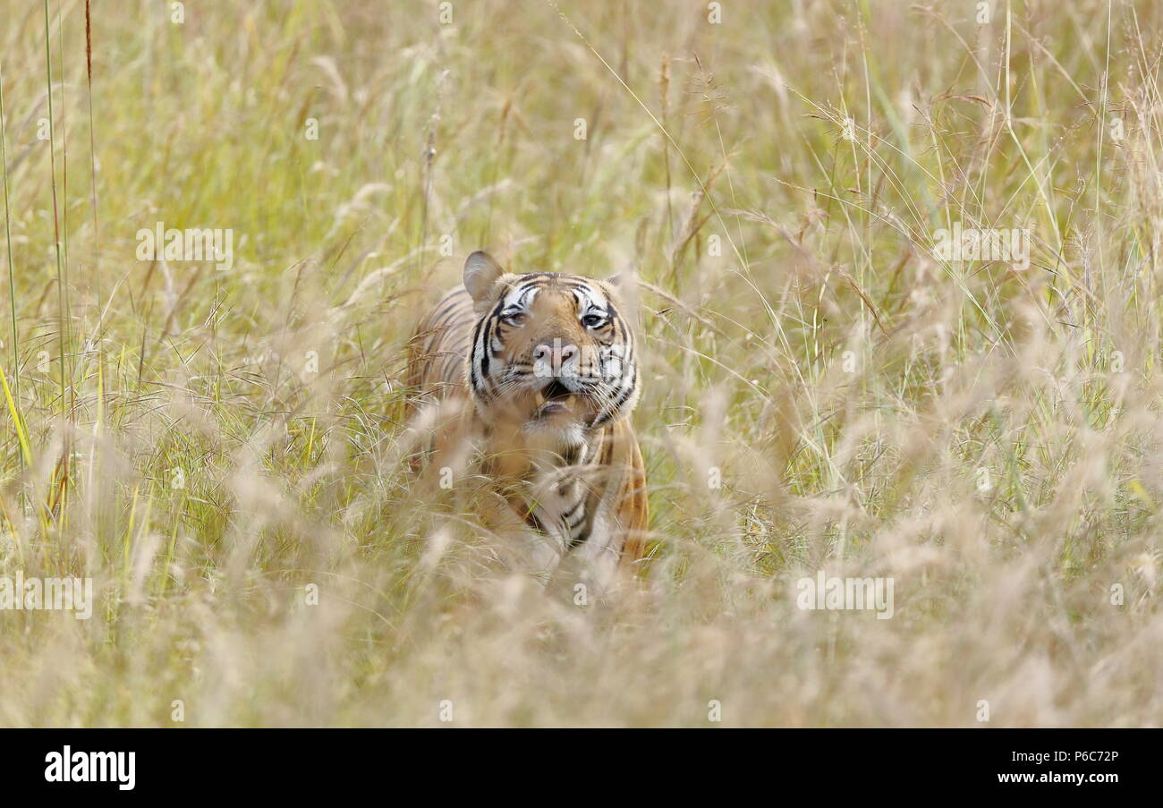 A huge male tiger looks up enquiringly while passing through a clump of wild flowering jungle grass with its mouth slightly open . Stock Photo