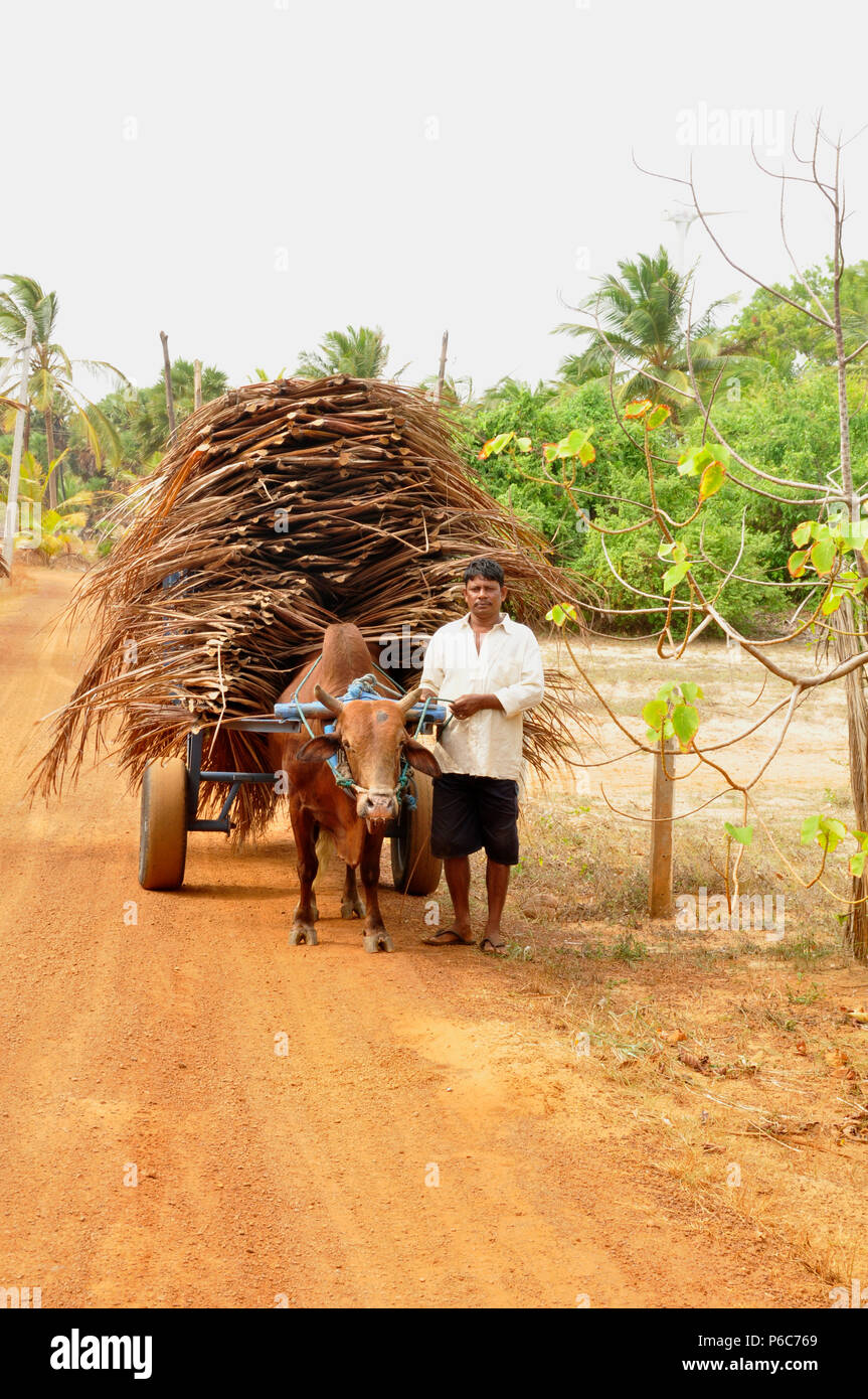 A traditional means of transport seen here in the countryside of Sri Lanka Stock Photo