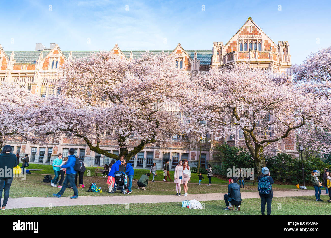 university of Washington,Seattle,washingto n,usa. 04-03-2017: cherry blossom blooming in the garden with crowded. Stock Photo