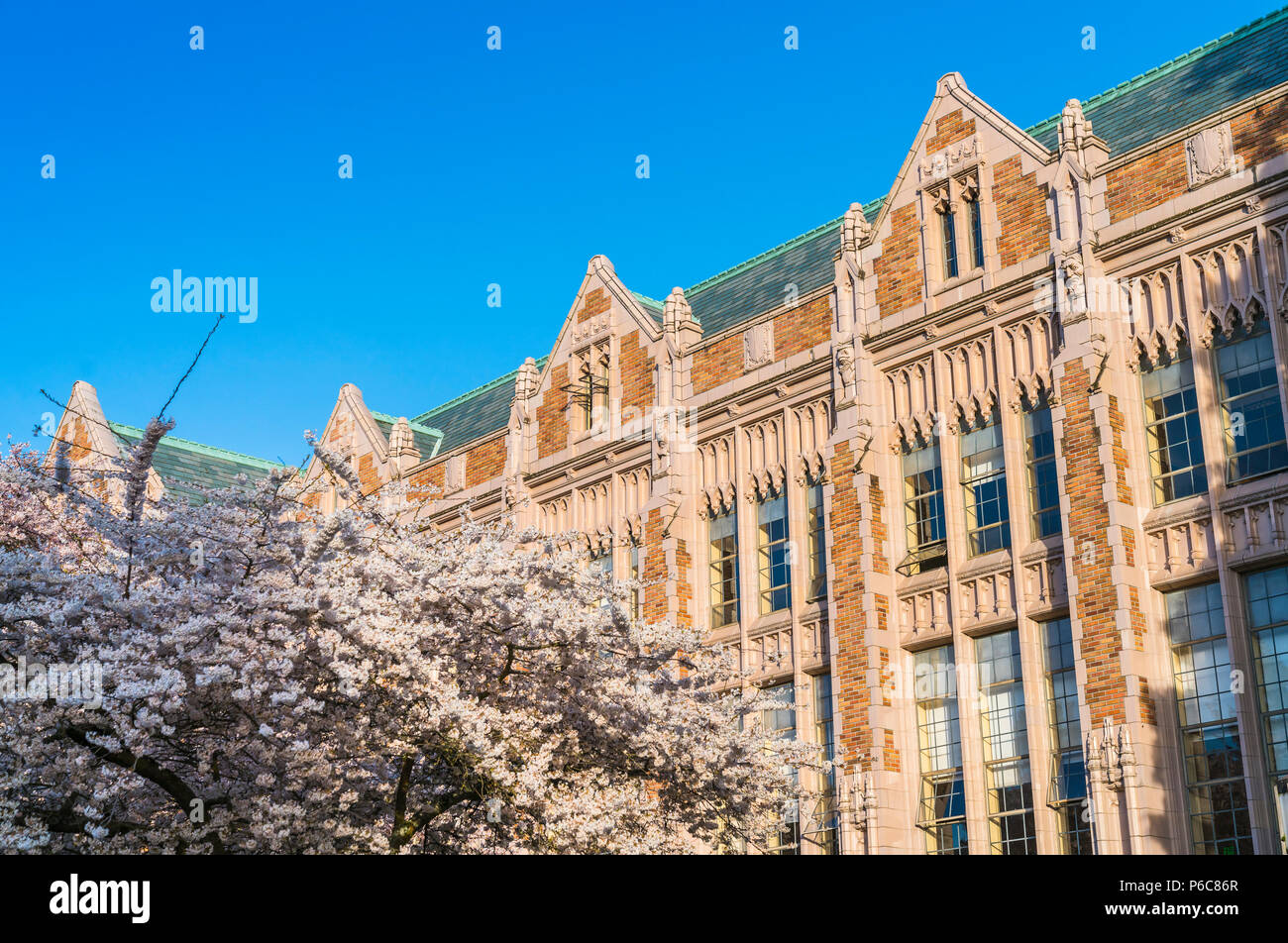 university of Washington,Seattle,washingto n,usa. 04-03-2017: cherry blossom blooming in the garden with crowded. Stock Photo