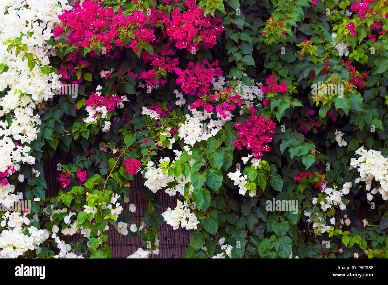 Flowering shrubs white and pink Bougainvillea in evening Stock Photo