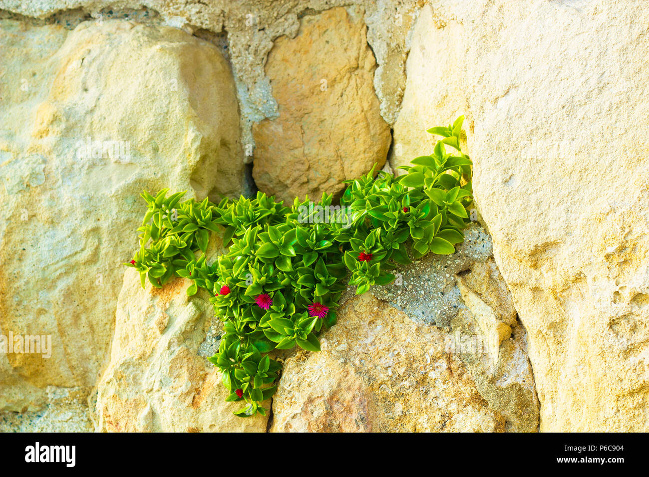 Aptenia cordifolia plant with pink flowers growing on rock. Mesembryanthemum cordifolium with pink flowers, baby sun rose, heartleaf iceplant Stock Photo