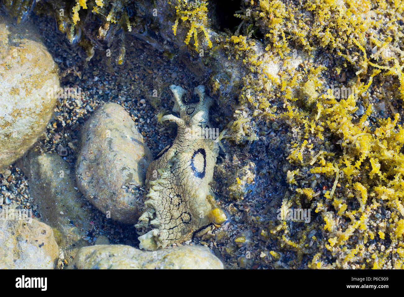Aplysia dactylomela graze in sea water. Spotted sea hare slug top view Stock Photo