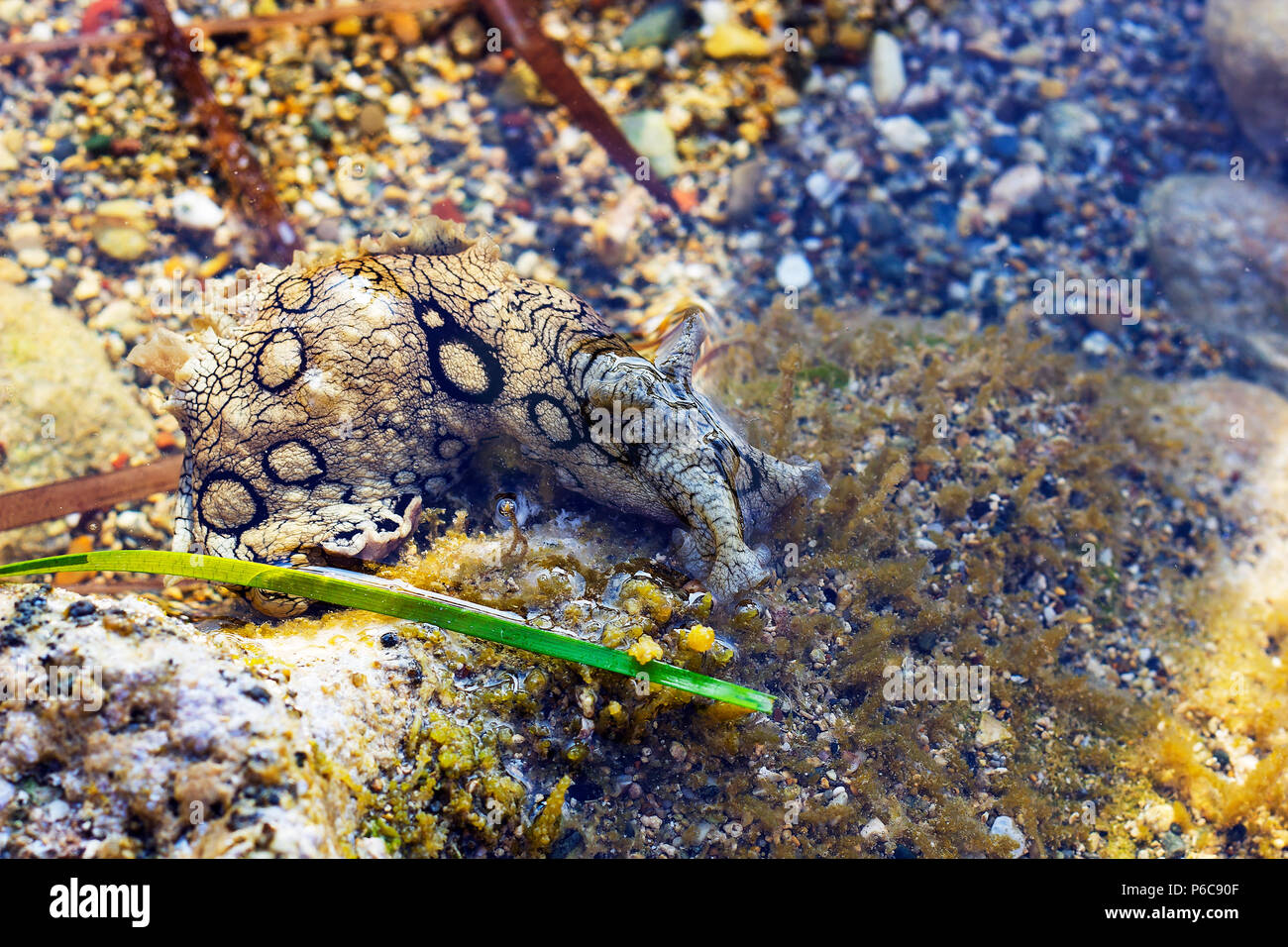 Aplysia dactylomela graze in sea water. Spotted sea hare slug portrait Stock Photo
