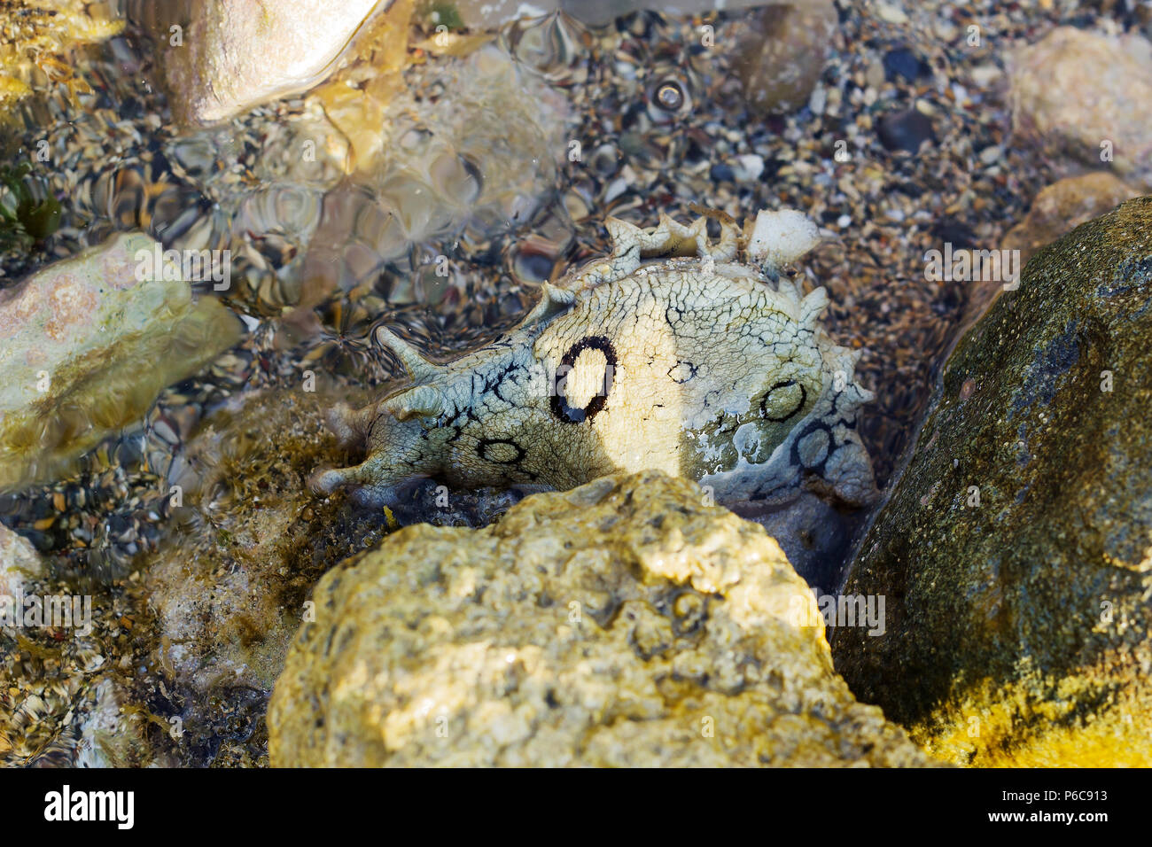 Aplysia dactylomela graze in water. Spotted sea hare slug Stock Photo