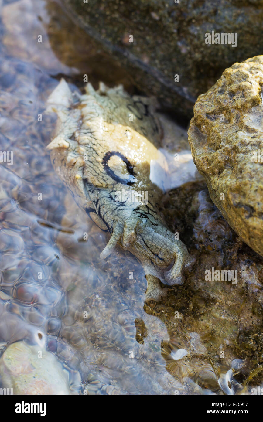 Aplysia dactylomela graze on rock in water. Spotted sea hare slug Stock Photo