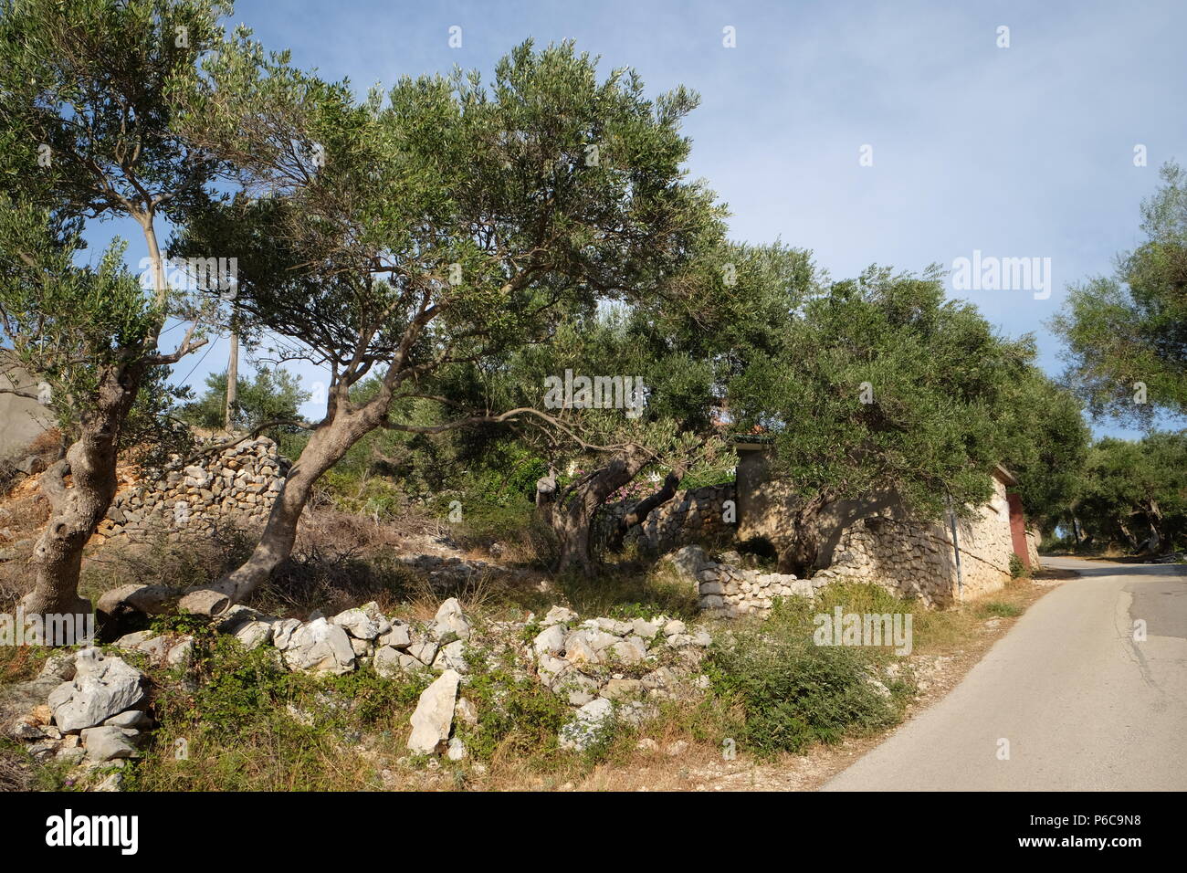 Old Olive Garden In Lun Island Of Pag Croatia Stock Photo