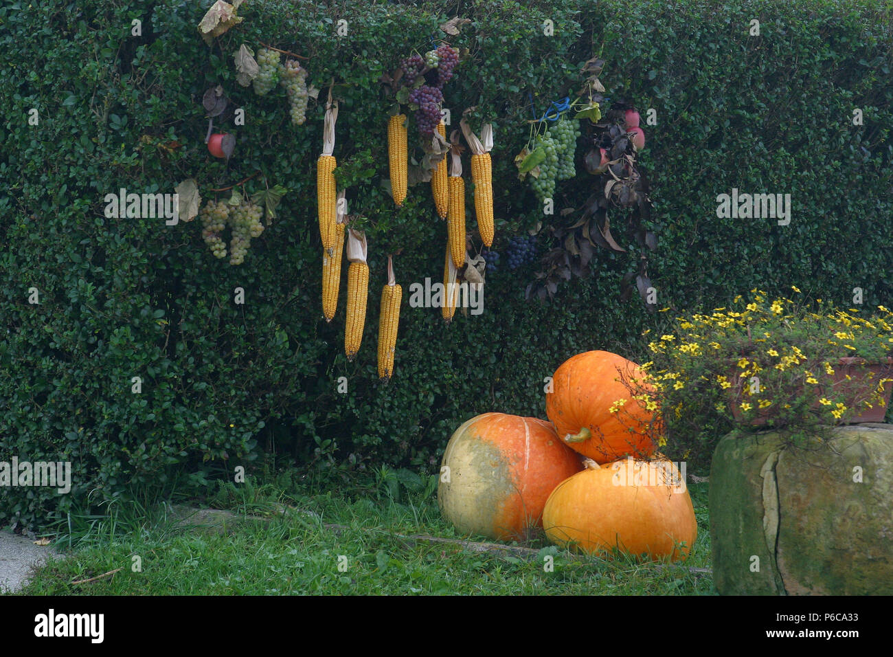 Thanksgiving decorations with pumpkins and corn in front house, Croatia Stock Photo