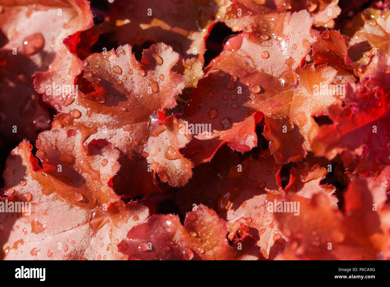 Mayfield Garden Centre, Kelso, Scotland (Klondyke owned by William Strike). Plants for sale. Heucera, brightly coloured with water drops. Stock Photo