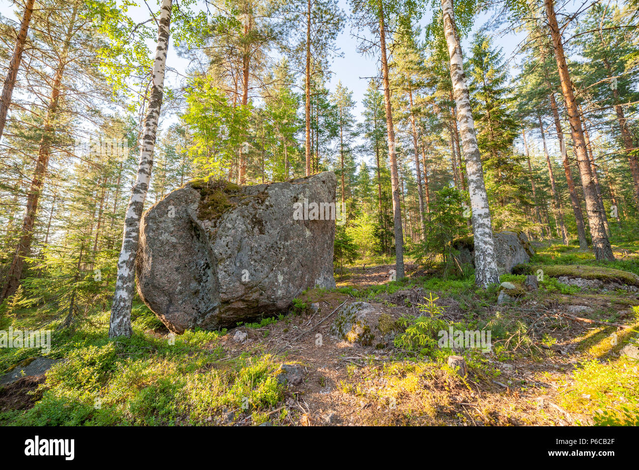 Forest in Finlad at summer day Stock Photo