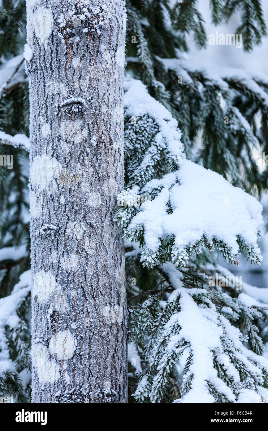 Frozen tree in forest Stock Photo