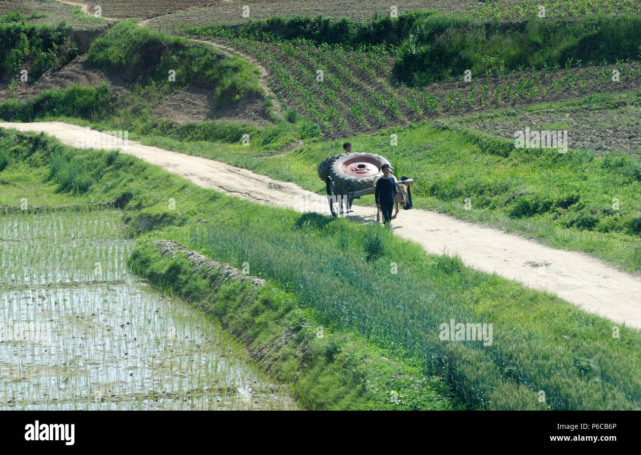 Transporting a large wheel via ox and cart through rice fields in North ...