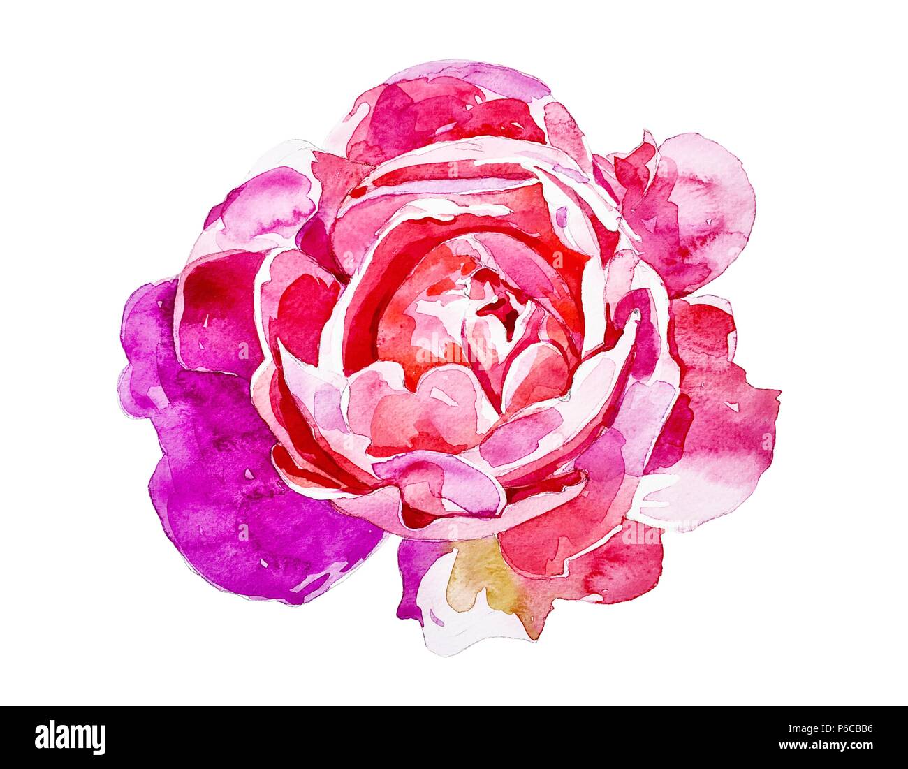 bright pink rose isolated on white background, handmade watercolor ...