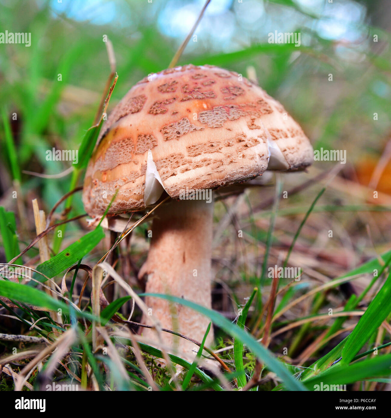 an edible amanita rubescens mushroom in the forest Stock Photo