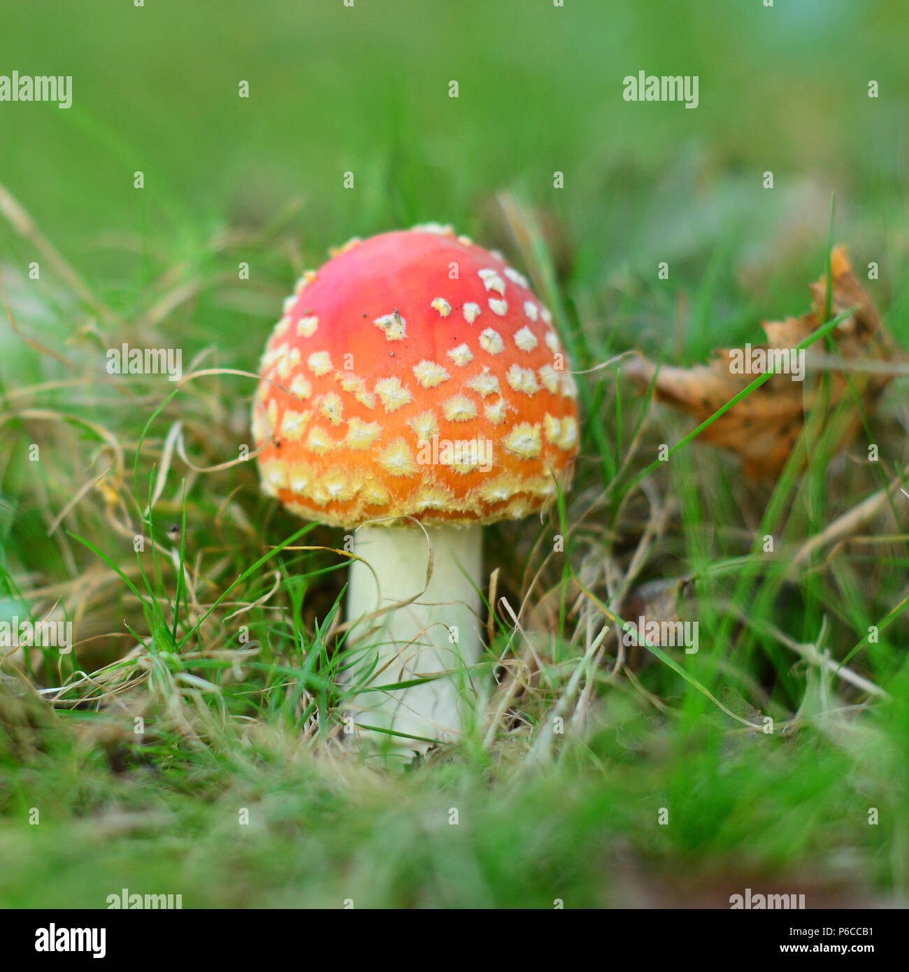 amanita muscaria mushroom in grass Stock Photo