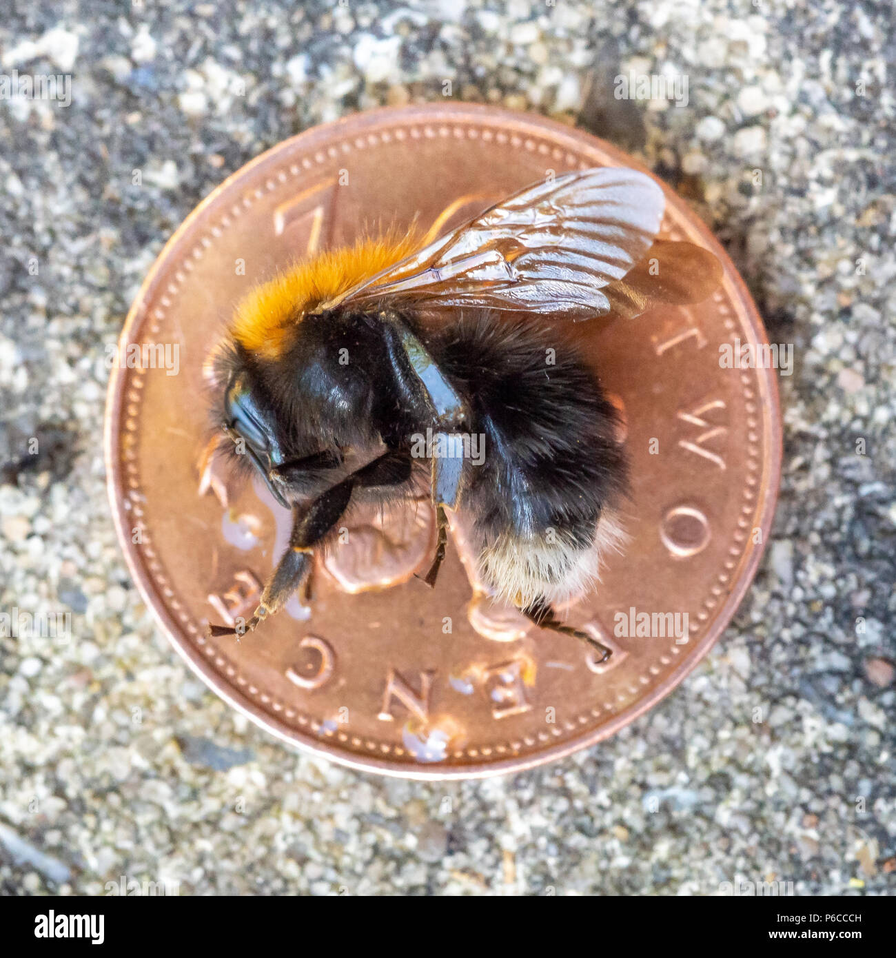 Dead bumble bee lying on a two pence piece despite attempts to revive it with sugary water Stock Photo