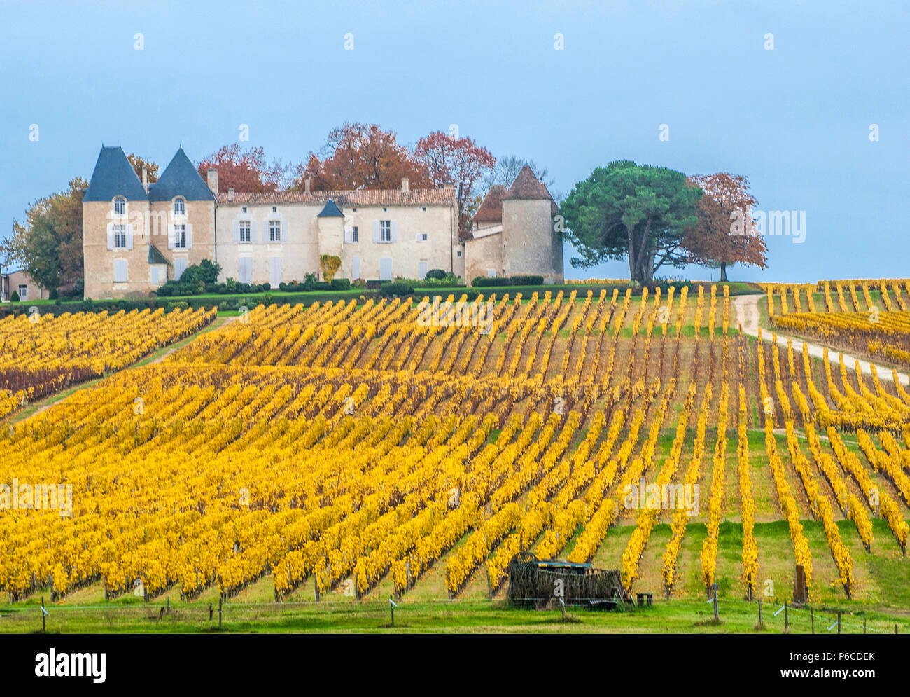 South West France, PDO wine Sauternes vineyard, chateau Yquem, First Growth '1er cru superieur' Stock Photo