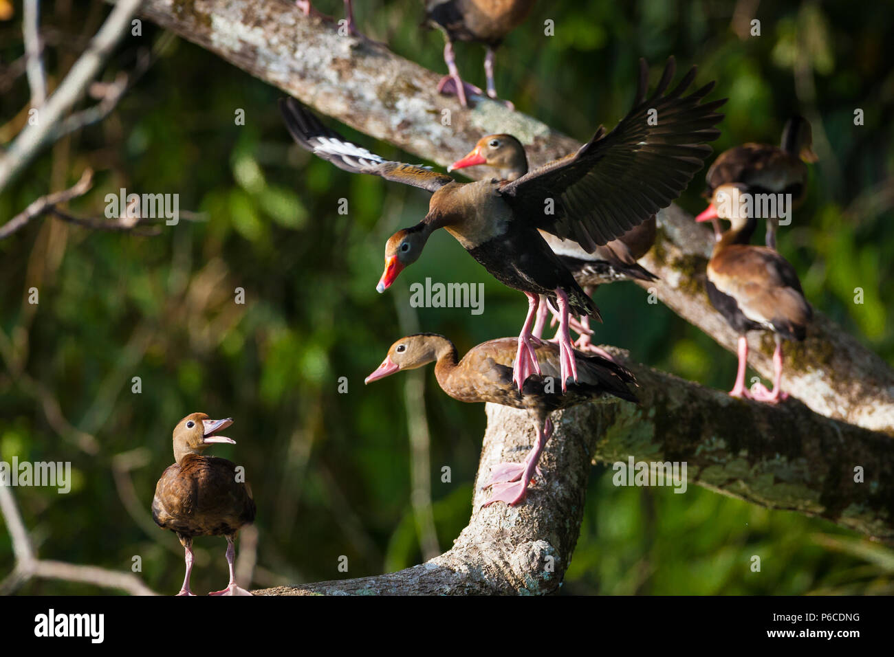 Black-bellied Whistling-ducks, Dendrocygna autumnalis, in a tree at the riverside of Rio Chagres, Soberania national park, Republic of Panama. Stock Photo