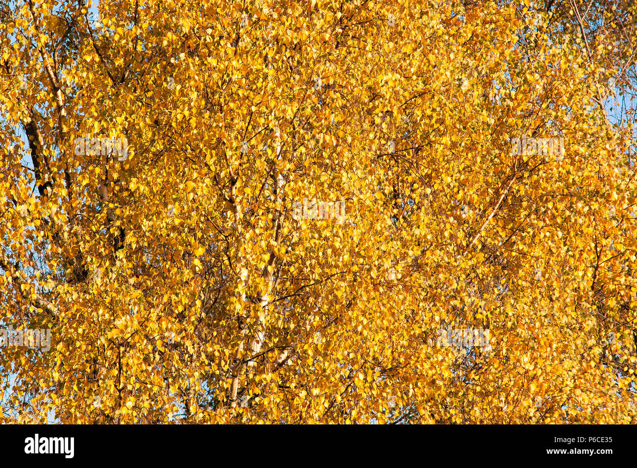 Golden leaves of the autumn birch Stock Photo - Alamy