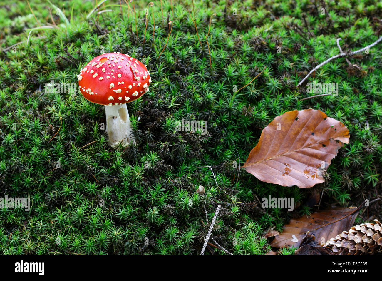 Small amanita muscaria in the moss - detail Stock Photo