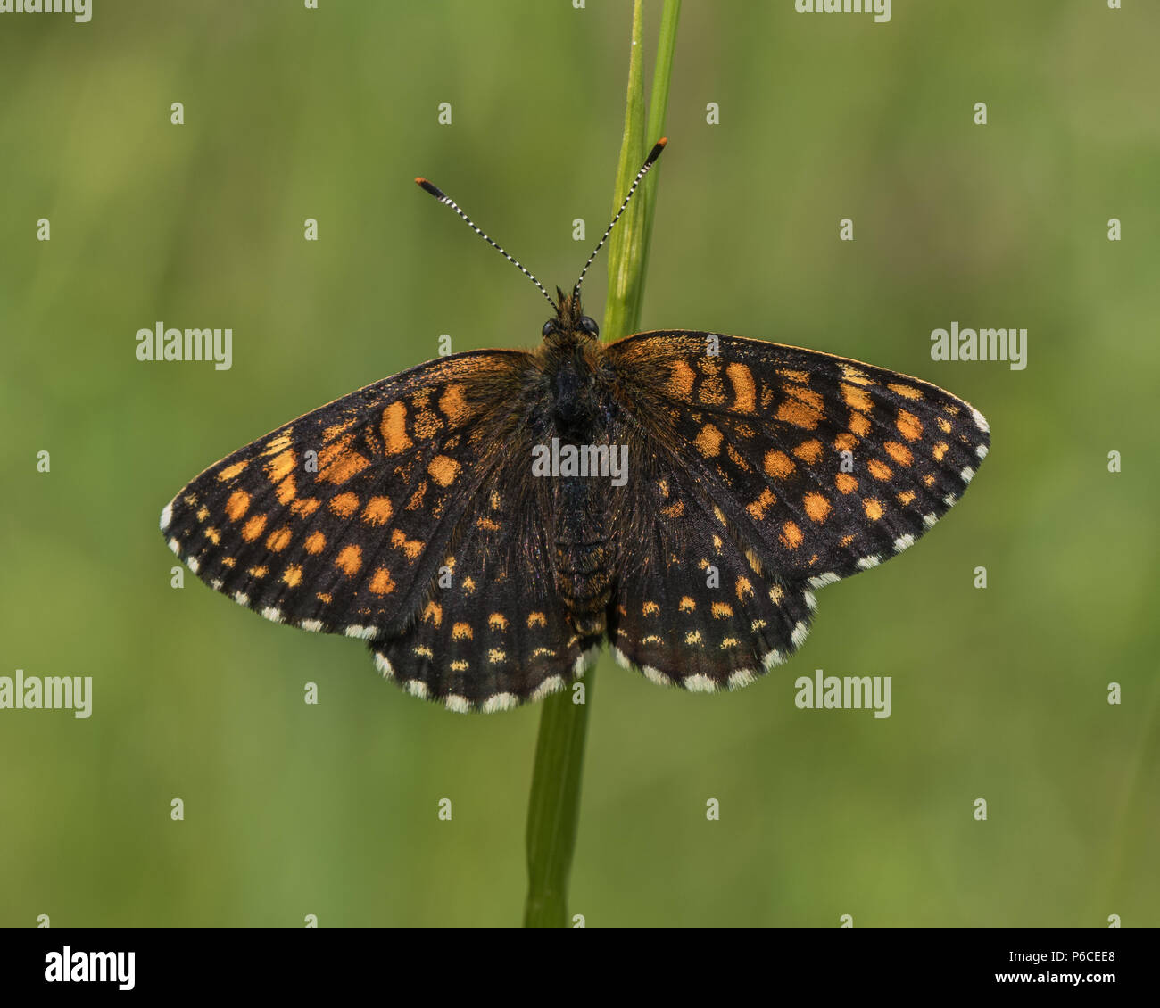False Heath Fritillary Butterfly Stock Photo
