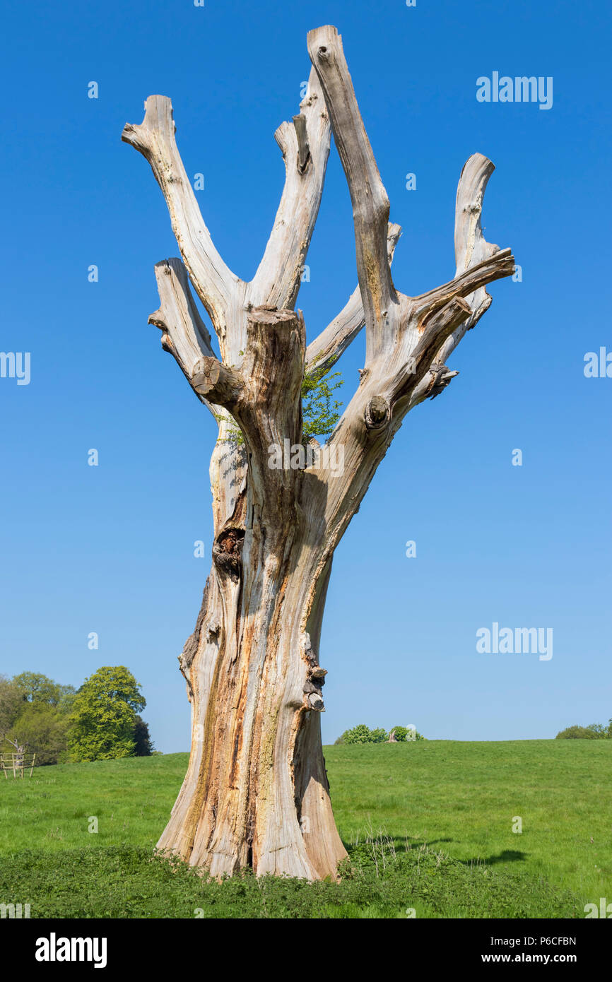 kedleston tree struck by lightning stark tree no branches dead tree