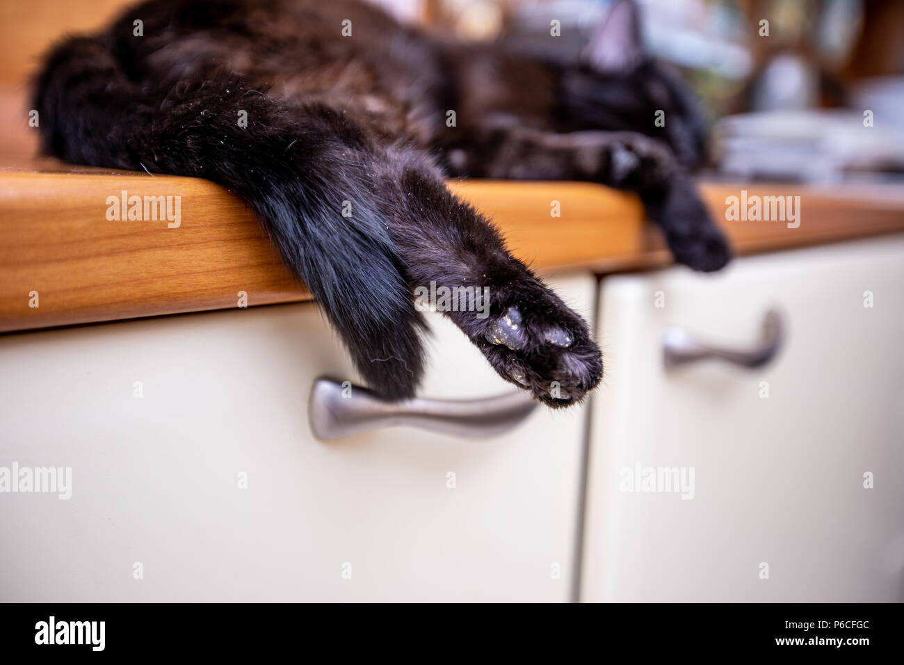 Black cat sleeps on the sink Stock Photo