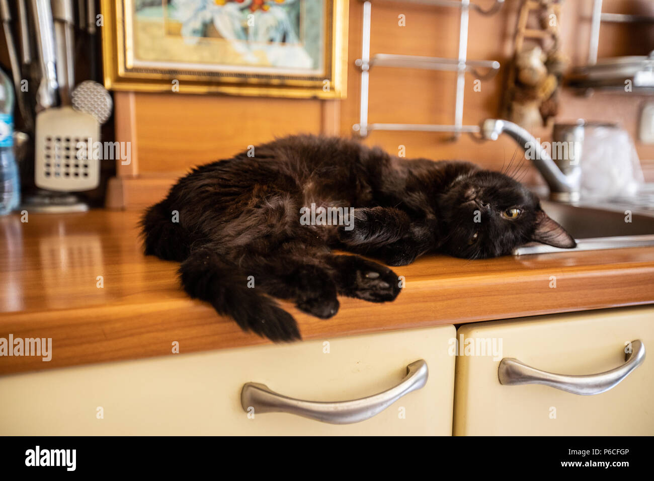 Black cat sleeps  on the sink Stock Photo