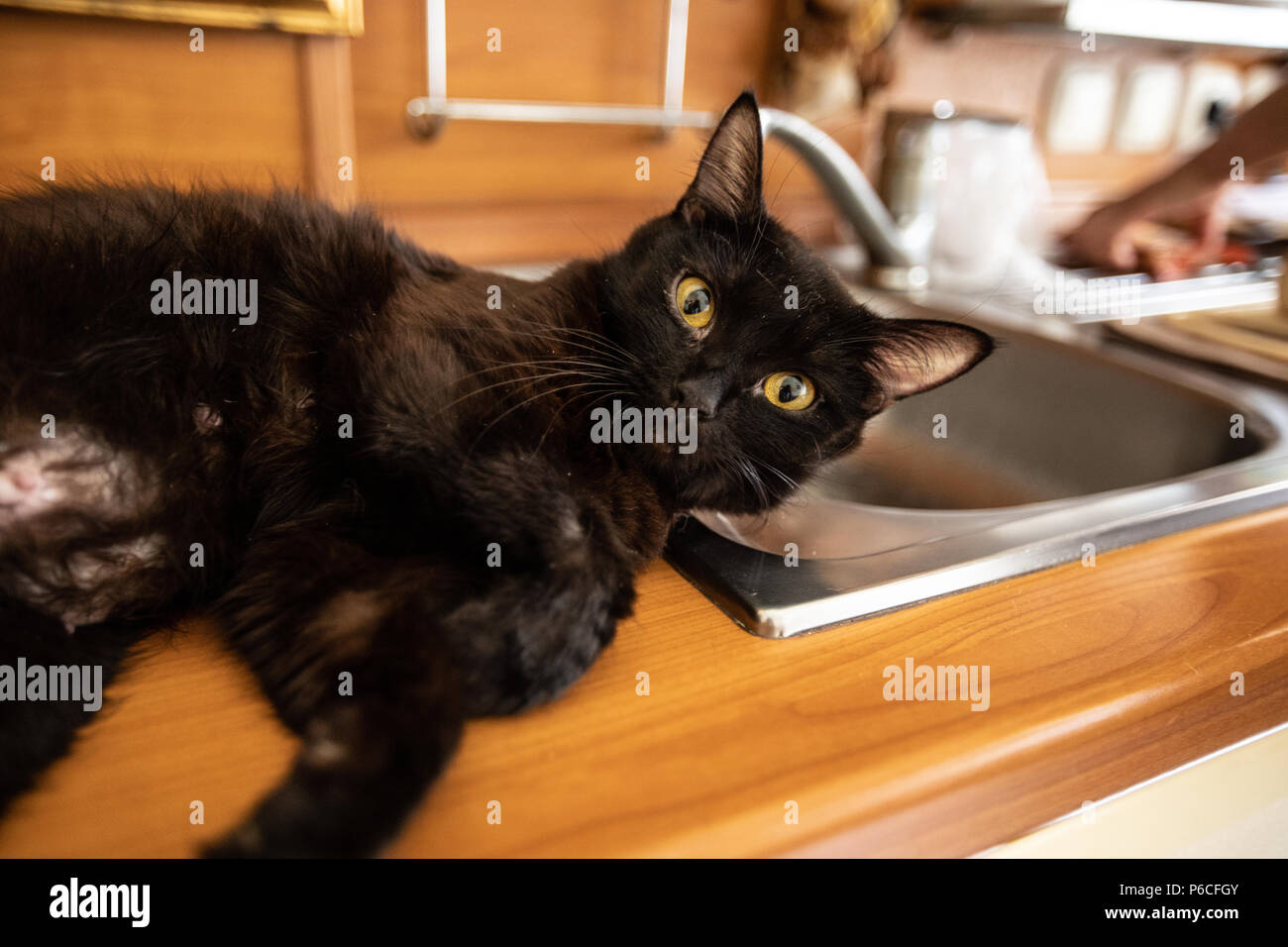 Black cat sleeps  on the sink Stock Photo