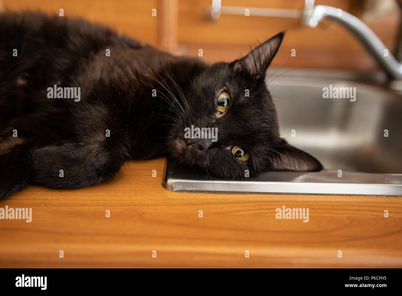 Black cat sleeps  on the sink Stock Photo