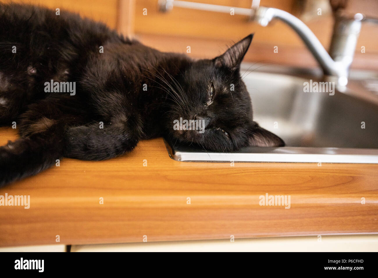 Black cat sleeps  on the sink Stock Photo
