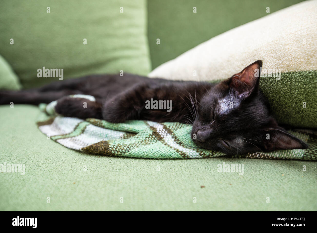 Black cat with big yellow eyes Stock Photo